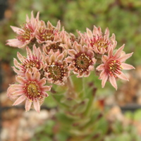 Sempervivum 'Mahogany'