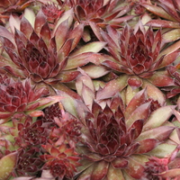 Sempervivum 'Noir'