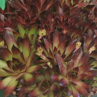 Sempervivum 'Noir'