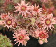Sempervivum reginae-amaliae