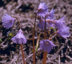Soldanella alpina flowers