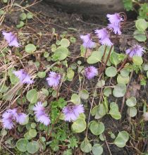 Soldanella alpina