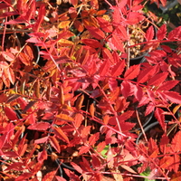 Sorbus bulleyana MF96170