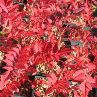 Sorbus carmesina B&L12545