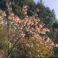 Sorbus cashmiriana