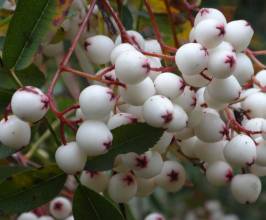 Sorbus forrestii