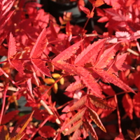 Sorbus muliensis F22177
