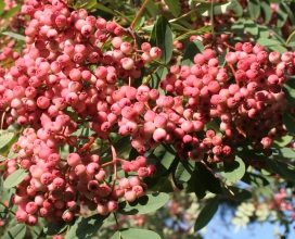 Sorbus carmesina fruit