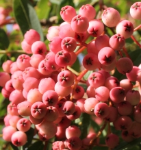 The pink fruit of Sorbus carmesina