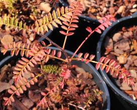 Sorbus tenuis HS12732
