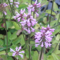 Stachys monieri