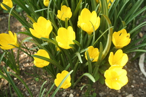 Sternbergia sicula
