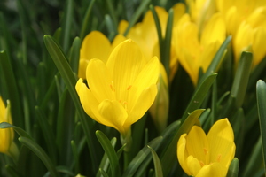 Sternbergia sicula