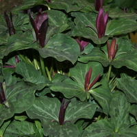 Trillium chloropetalum