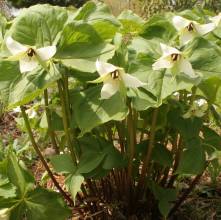 Trillium erectum white