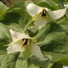 Trillium erectum white