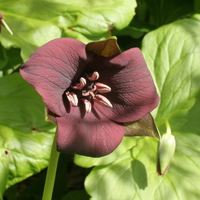 Trillium erectum red