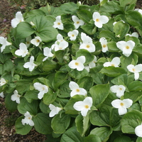 Trillium grandiflorum