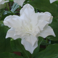 Trillium grandiflorum 'Snowbunting'