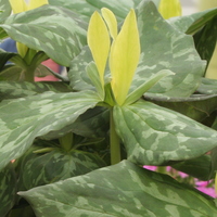 Trillium luteum