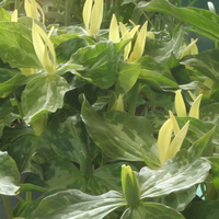 Trillium luteum