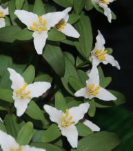 Trillium pusillum