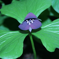 Trillium sulcatum