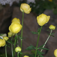 Trollius x cultorum