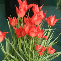 Tulipa linifolia