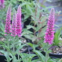 Veronica spicata 'Heidekind'