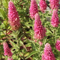 Veronica spicata 'Heidekind'