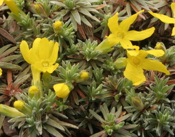 Vitaliana primuliflora subsp. cinerea