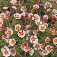 Zaluzianskya ovata 'Orange Eye'